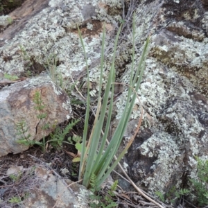 Bulbine glauca at Banks, ACT - 31 Mar 2020