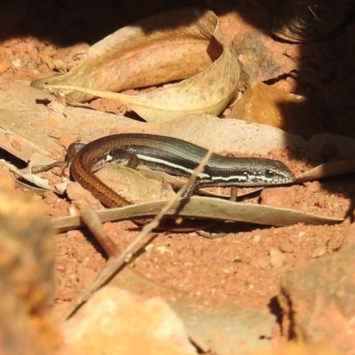 Morethia boulengeri (Boulenger's Skink) at Acton, ACT - 2 Sep 2020 by HelenCross