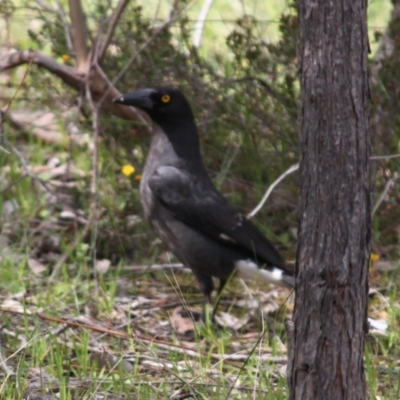 Strepera graculina (Pied Currawong) at Springdale Heights, NSW - 31 Aug 2020 by PaulF