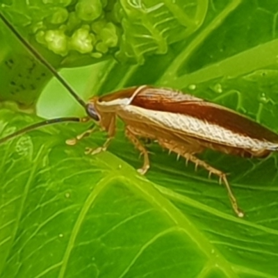 Balta bicolor (A balta cockroach) at Bega, NSW - 14 Oct 2019 by Jennifer Willcox
