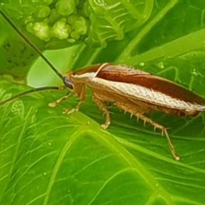 Balta bicolor (A balta cockroach) at Bega, NSW - 14 Oct 2019 by JenniferWillcox