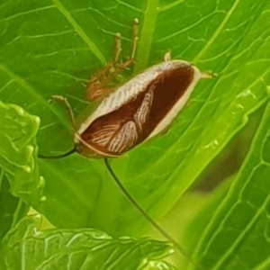 Balta bicolor at Bega, NSW - 14 Oct 2019 12:21 PM