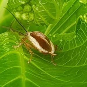 Balta bicolor at Bega, NSW - 14 Oct 2019 12:21 PM