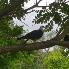 Columba leucomela (White-headed Pigeon) at Bega, NSW - 27 Nov 2018 by JenniferWillcox