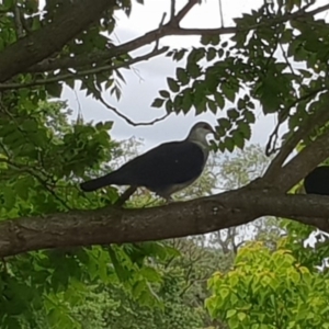 Columba leucomela at Bega, NSW - 27 Nov 2018 01:42 PM