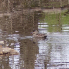 Anas castanea (Chestnut Teal) at Bega, NSW - 2 Sep 2020 by MatthewHiggins