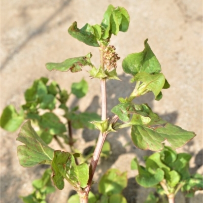 Rumex hypogaeus (Spiny Emex, Three Cornered Jacks) at Bamarang Nature Reserve - 31 Aug 2020 by plants