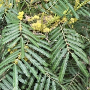 Acacia filicifolia at Illaroo, NSW - 31 Aug 2020