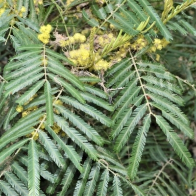 Acacia filicifolia at Illaroo, NSW - 31 Aug 2020 by plants