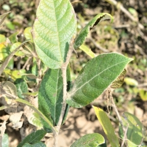 Ficus coronata at Illaroo, NSW - 31 Aug 2020