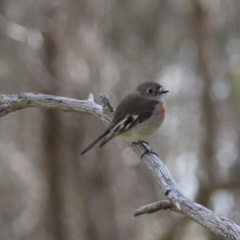 Petroica boodang (Scarlet Robin) at Springdale Heights, NSW - 3 Aug 2020 by PaulF