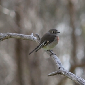 Petroica boodang at Springdale Heights, NSW - 3 Aug 2020