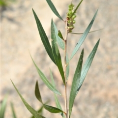 Callistemon salignus (Willow Bottlebrush) at Bamarang Nature Reserve - 31 Aug 2020 by plants