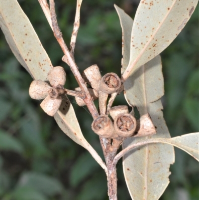 Eucalyptus saligna x botryoides (Eucalyptus Hybrid) at Bamarang Nature Reserve - 31 Aug 2020 by plants