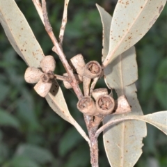 Eucalyptus saligna x E. botryoides (A common Eucalyptus hybrid) at Illaroo, NSW - 31 Aug 2020 by plants