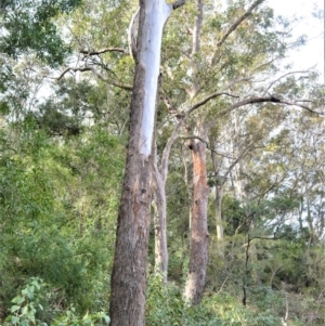 Eucalyptus saligna x botryoides at Illaroo, NSW - 31 Aug 2020