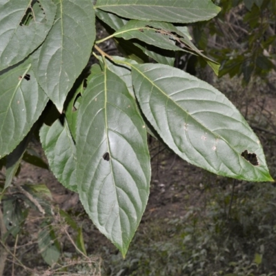 Ehretia acuminata var. acuminata (Koda) at Bamarang Nature Reserve - 31 Aug 2020 by plants