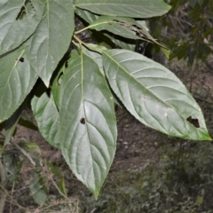 Ehretia acuminata var. acuminata (Koda) at Illaroo, NSW - 31 Aug 2020 by plants