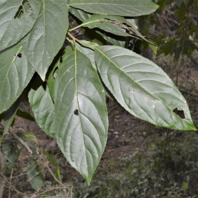 Ehretia acuminata var. acuminata (Koda) at Illaroo, NSW - 31 Aug 2020 by plants