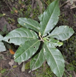 Claoxylon australe at Illaroo, NSW - 31 Aug 2020