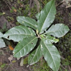 Claoxylon australe (Brittlewood) at Bamarang Nature Reserve - 31 Aug 2020 by plants
