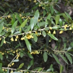 Melicytus dentatus (Tree Violet) at Bamarang Nature Reserve - 31 Aug 2020 by plants