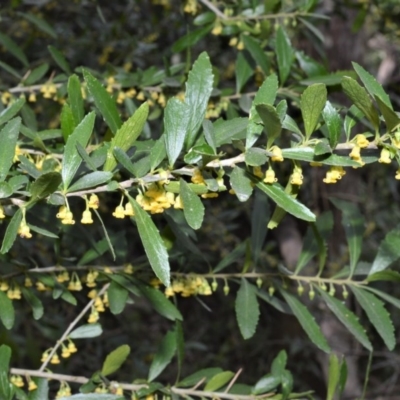 Melicytus dentatus (Tree Violet) at Bamarang Nature Reserve - 31 Aug 2020 by plants