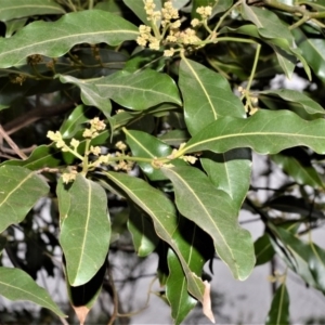 Cryptocarya microneura at Illaroo, NSW - 31 Aug 2020