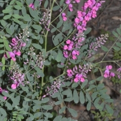 Indigofera australis subsp. australis (Australian Indigo) at Bundanon Trust - 31 Aug 2020 by plants