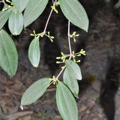 Rhodamnia rubescens (Scrub Turpentine, Brown Malletwood) at Bundanon Trust - 31 Aug 2020 by plants