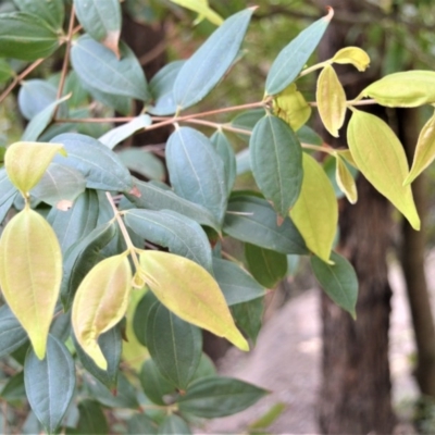 Rhodamnia rubescens (Scrub Turpentine, Brown Malletwood) at Bundanon Trust - 31 Aug 2020 by plants