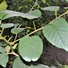 Cissus antarctica (Water Vine, Kangaroo Vine) at Illaroo, NSW - 31 Aug 2020 by plants