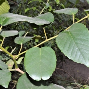 Cissus antarctica at Illaroo, NSW - 31 Aug 2020