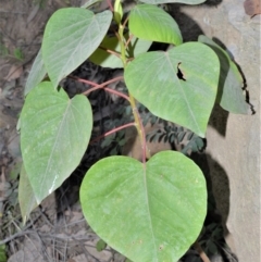 Homalanthus populifolius (Bleeding Heart) at Illaroo, NSW - 31 Aug 2020 by plants