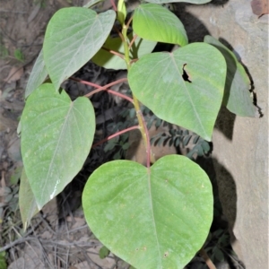 Homalanthus populifolius at Illaroo, NSW - 31 Aug 2020 11:16 PM