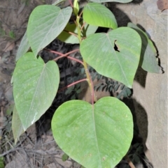 Homalanthus populifolius (Bleeding Heart) at Bundanon Trust - 31 Aug 2020 by plants