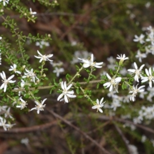 Olearia microphylla at Bamarang, NSW - 1 Sep 2020 12:28 AM