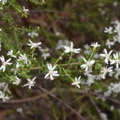 Olearia microphylla (Olearia) at Bamarang Nature Reserve - 31 Aug 2020 by plants