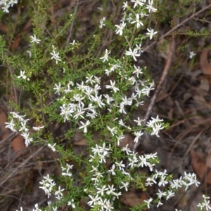 Olearia microphylla at Bamarang, NSW - 1 Sep 2020