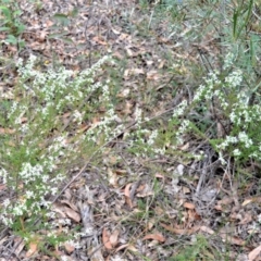 Olearia microphylla at Bamarang, NSW - 1 Sep 2020
