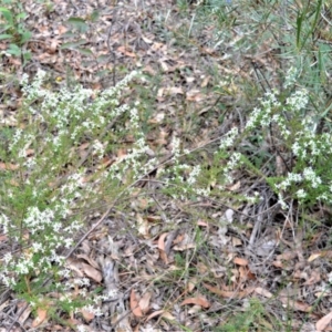 Olearia microphylla at Bamarang, NSW - 1 Sep 2020