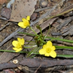 Tricoryne simplex at Bamarang Nature Reserve - 31 Aug 2020 by plants