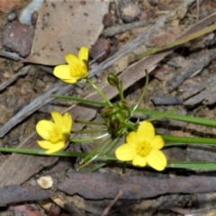 Tricoryne simplex at Bamarang, NSW - 31 Aug 2020 by plants