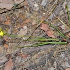 Tricoryne simplex at Bamarang, NSW - 1 Sep 2020 12:30 AM