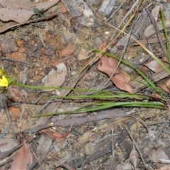 Tricoryne simplex at Bamarang, NSW - 1 Sep 2020