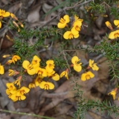 Dillwynia phylicoides (A Parrot-pea) at Bamarang Nature Reserve - 31 Aug 2020 by plants