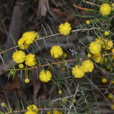 Acacia brownii (Heath Wattle) at Bamarang Nature Reserve - 31 Aug 2020 by plants