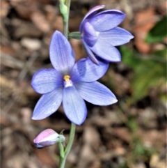 Thelymitra ixioides (Dotted Sun Orchid) at Bamarang Nature Reserve - 31 Aug 2020 by plants