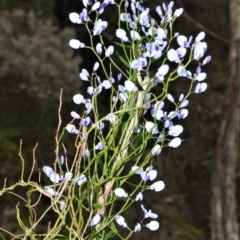 Comesperma volubile (Love Creeper) at Bamarang, NSW - 1 Sep 2020 by plants