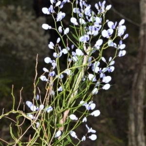 Comesperma volubile at Bamarang, NSW - 1 Sep 2020